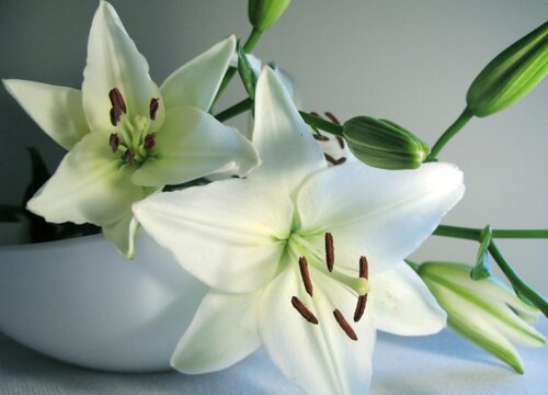 表示尊敬崇高的花花语是尊敬崇高的花 植物说