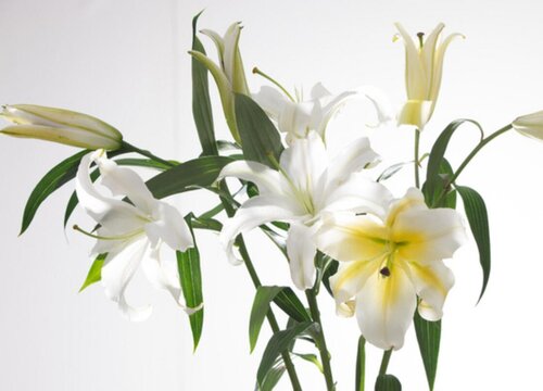 表示悼念的花花语是悼念的花 植物说