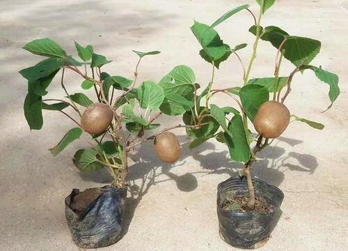 猕猴桃盆栽几年结果