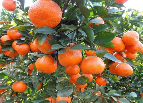 砂糖橘盆栽几年结果
