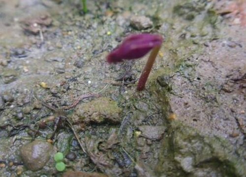 酢浆草种球种多深合适