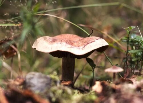 蘑菇的根茎能吃吗