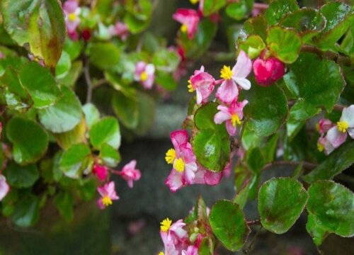 四季海棠叶子烂了怎么办 植物说