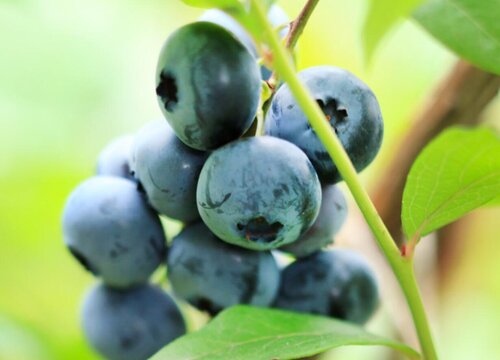 蓝莓几月份成熟采摘