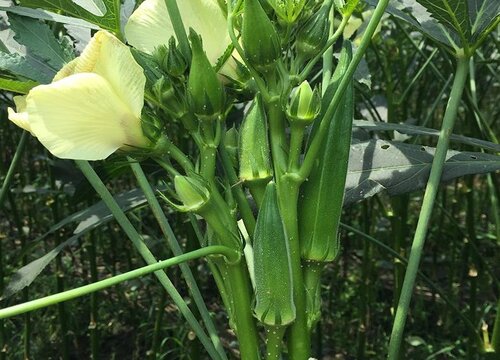 秋葵几月份成熟采摘 植物说