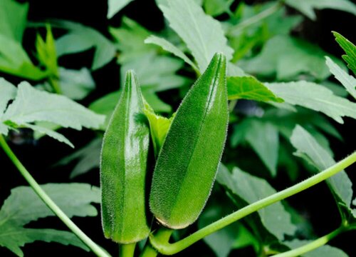 秋葵几月份成熟采摘 植物说