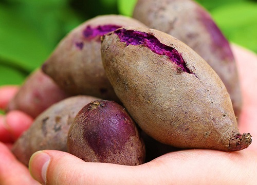 紫薯几月份成熟采摘