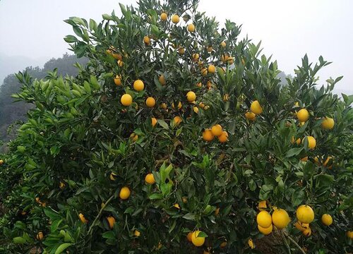 橙子树是自花授粉吗