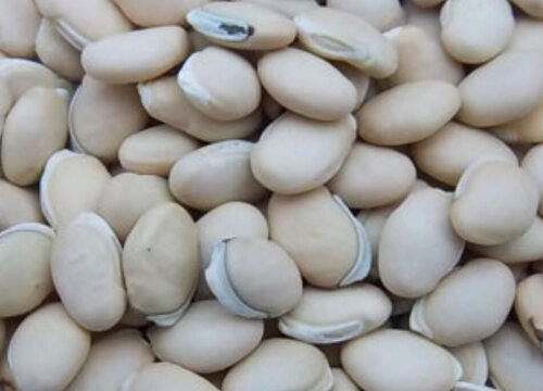 扁豆的种子长什么样（图片）