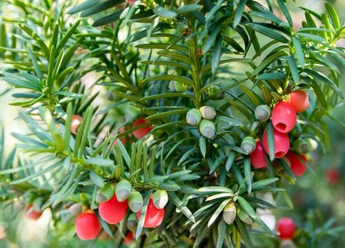 红豆杉是什么植物