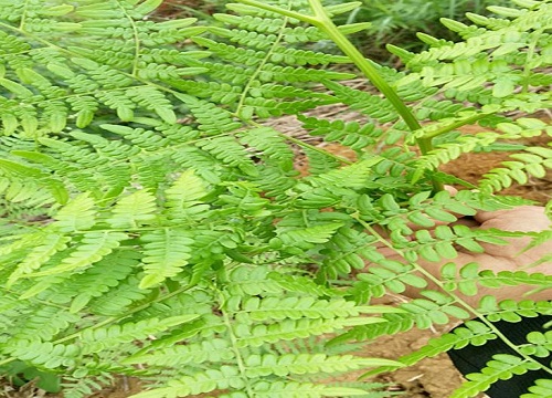 蕨是什么植物 植物说