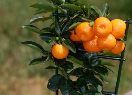 橘子是什么植物