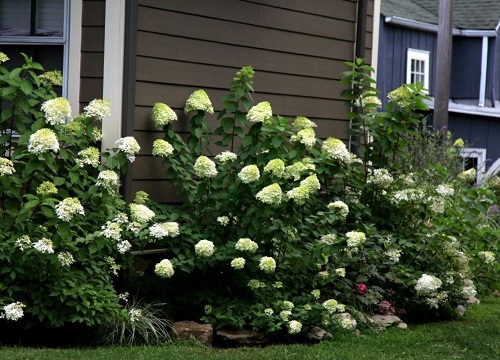 无尽夏冬天开花吗