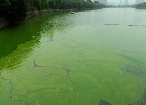 蓝藻是水生植物吗