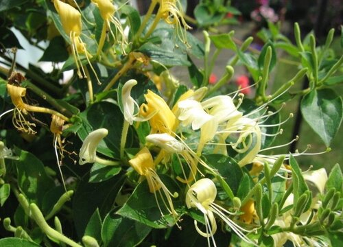 金银花是什么植物