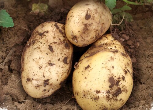 土豆是什么植物
