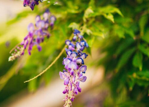 紫藤是什么植物