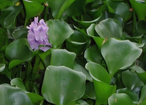 水葫芦的叶基部丛生,莲座状排列,叶片为圆形,表面光滑为深绿色,叶柄