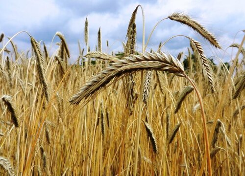 小麦是什么植物