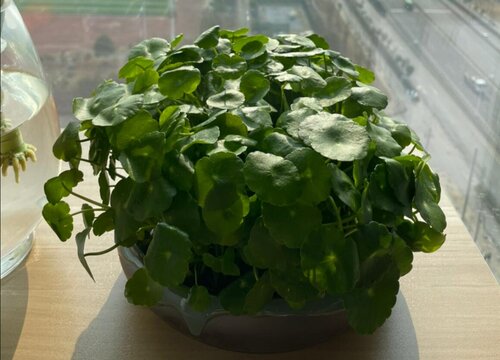 草是什么植物 植物说