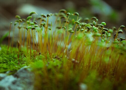 葫芦藓是什么植物