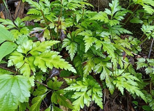 黄连是双子叶植物吗