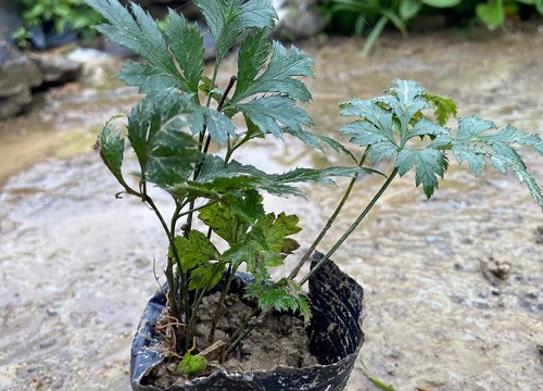 黃連是雙子葉植物嗎