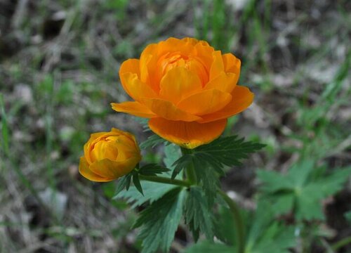 金链花花语图片