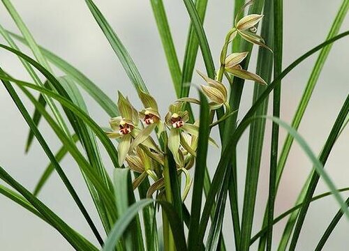 兰花是哪个国家的国花 植物说