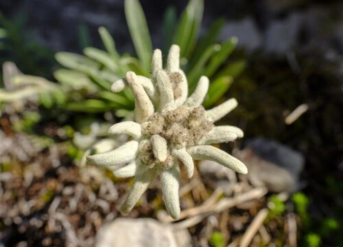 奧地利國花是雪絨花,因為雪絨花只生長在條件艱苦的山上,正常人幾乎看