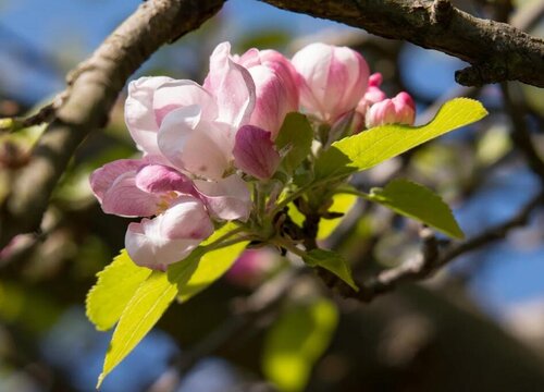 苹果树春天开花吗