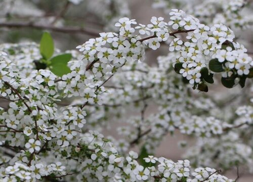 喷雪花怎么过冬天