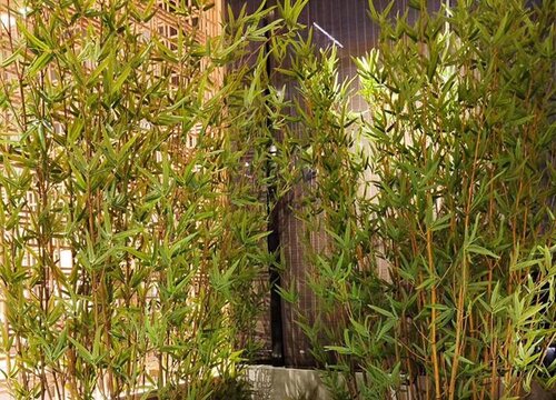 竹子是被子植物吗