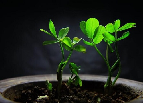 花生耐旱吗 植物说