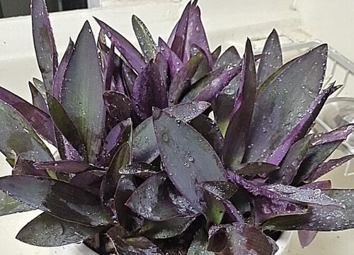紫竹梅可以用水养吗