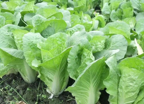 小白菜是什么根系的植物 植物说