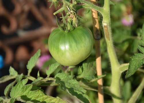 西红柿是什么根系的植物