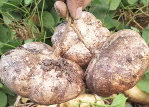 甘薯是什么根系的植物