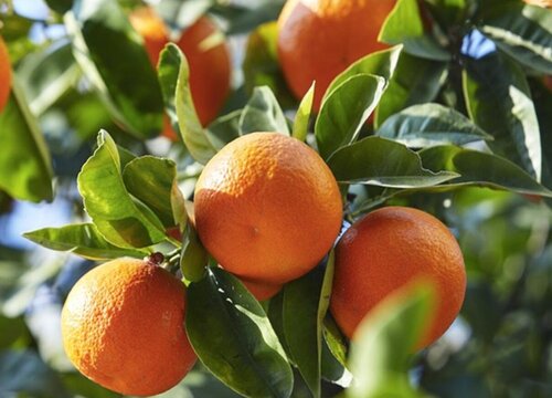 橘子树是什么根系的植物