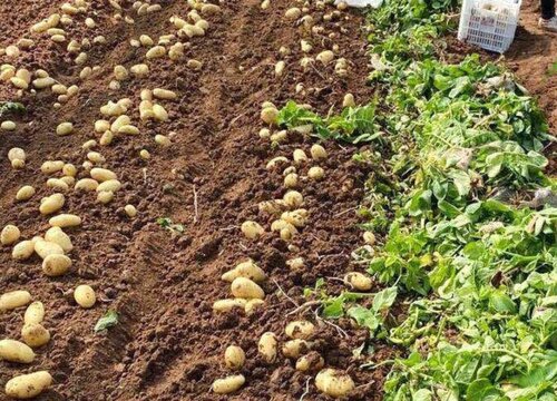土豆是什么根系的植物
