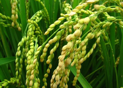 水稻是什么根系的植物