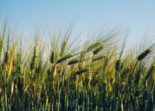 小麦是什么根系的植物