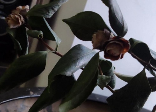茶花叶子背面黑色虫卵图片