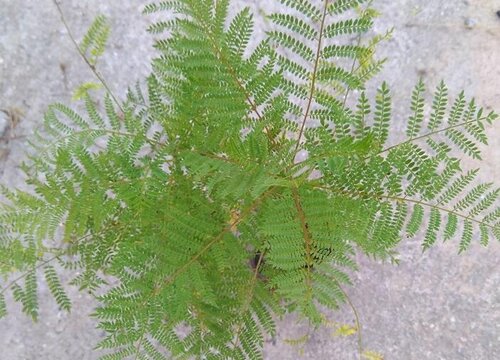 蓝花楹冬天掉叶子吗