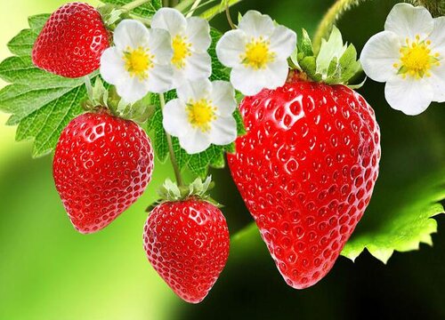 草莓是单性花还是双性花