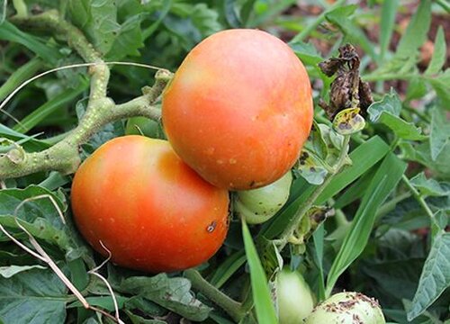 西红柿是单性花还是双性花
