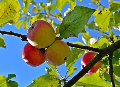 家里能种苹果树吗