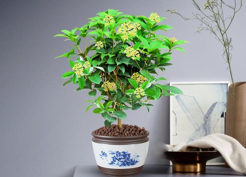 茶叶水可以浇桂花树吗