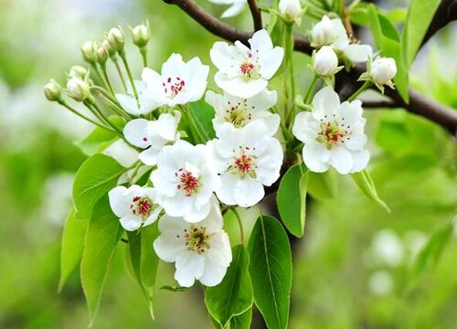 梨树什么时候开花结果