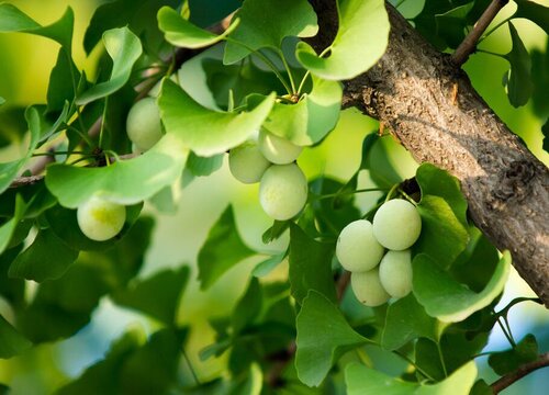 银杏树什么时候开花结果 植物说